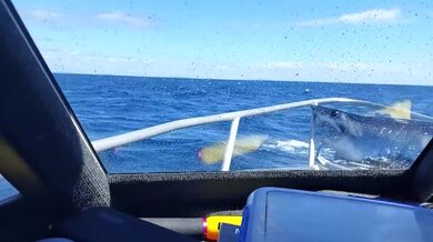 Žralok přistál na rybářské lodi