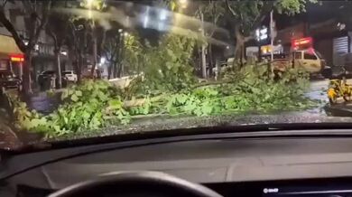 Rychlé odstranění spadlé větve stromu