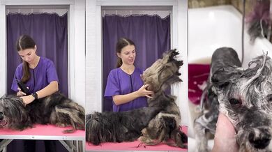 Stříhání zanedbaného psa