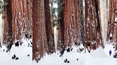 Sekvojovec obrovský