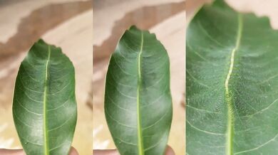 Fascinující kamufláž housenky