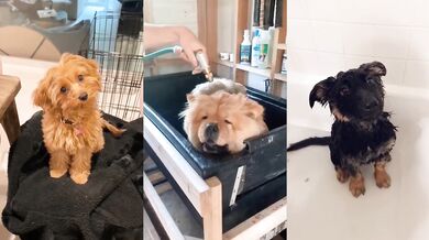 Suchá a mokrá zvířata