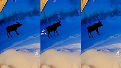 Los likviduje své parohy