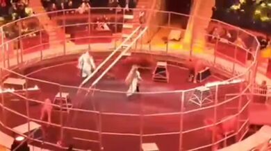 Cirkusák napadený lvem