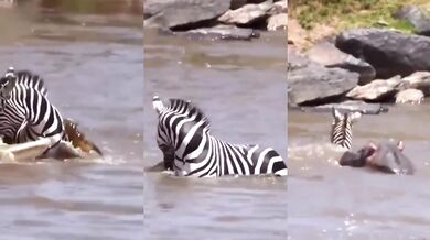 Zebra bojující s krokodýly