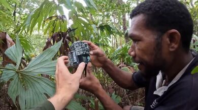 Bažant černohlavý (Auwa): Fotografie ztraceného druhu!