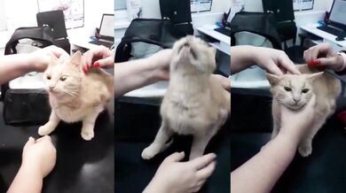 Návod, jak podat kočce tabletu