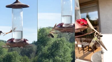 Kudlanka nábožná uloví kolibříka