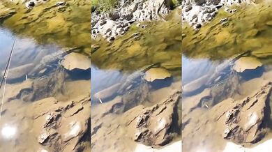 Setkání s krokodýlem