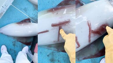 Chobotnice s dotykovou obrazovkou