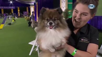 Působivá rychlost v soutěži agility psů