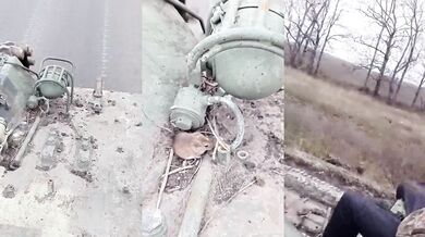 Zvířata ve válce na Ukrajině