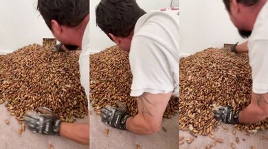 300 kg žaludů ve zdi