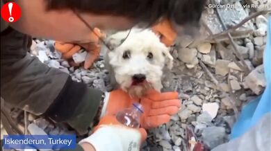 Záchrana psa z trosek v Turecku