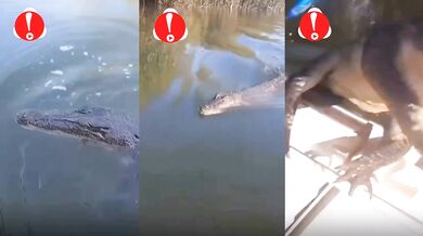 Hrátky s aligátorem