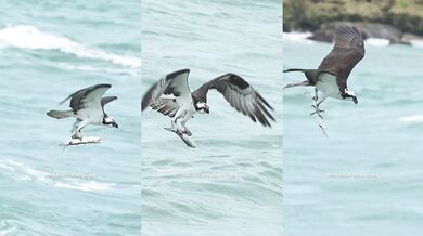 Lovení ve zpomaleném záběru