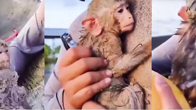 Záchrana malé opičky