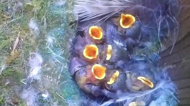 Sýkorka, hnízdo a mláďata