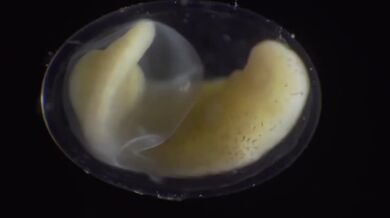 Od buňky k živému organismu