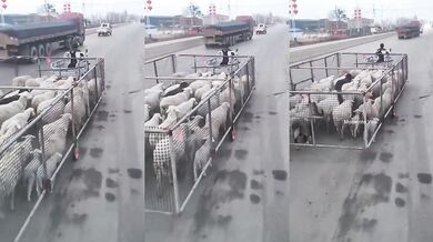 Chytré přemístění ovcí