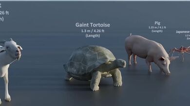 3D srovnání od nejmenších po největší zvířata