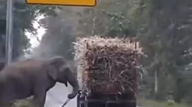 Slon vykrádající nákladní auta s cukrovou třtinou