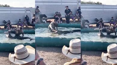 Představení s aligátorem