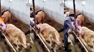 Uvolňování plynu z krávy