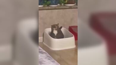 Kompilace kočičích failů