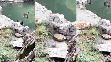 Dvě kočky vs. pták