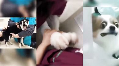 Zvířata u veterináře