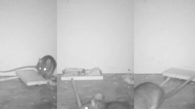 Velmi inteligentní krysa