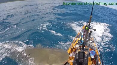 Žralok zaútočí na kajak