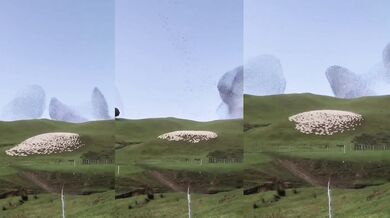 Ptáci a ovce tančí v dokonalé synchronicitě