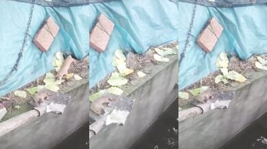 Záchrana mláděte lasičky