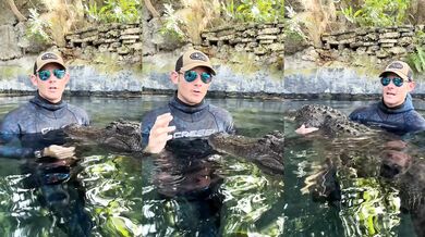 Jak si hrát s aligátorem