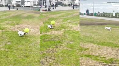 Pes balancující s míčem