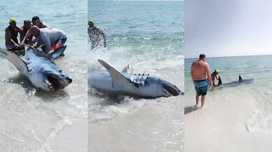 Záchrana nebezpečného žraloka