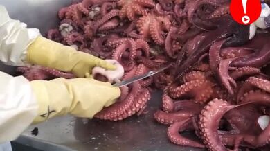 Proces čištění a přípravy chobotnic