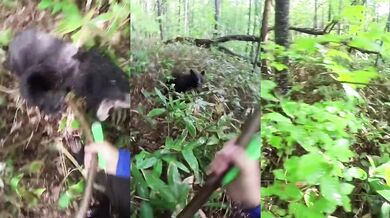 Napadení medvídětem