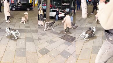 Setkání s robotickým psem #2