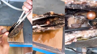 Vzácná růžová perla