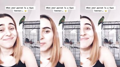 Opakující papoušek