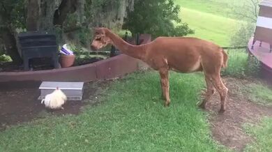 Slepice chránící si jídlo před alpakámi