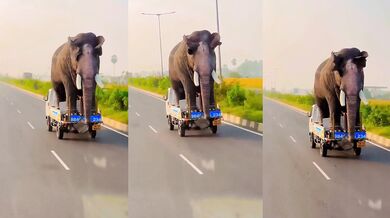 Přeprava obřího slona