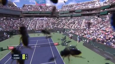 Včelí invaze na tenisovém zápase