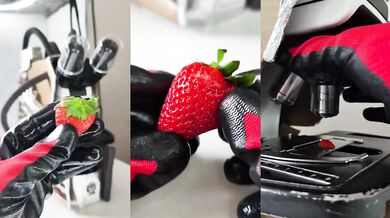 Jahoda pod mikroskopem