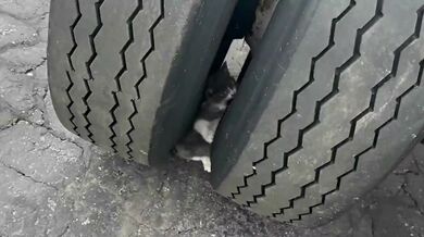 Strážci zákona zachránili kotě uvízlé mezi pneumatikami nákladního vozu