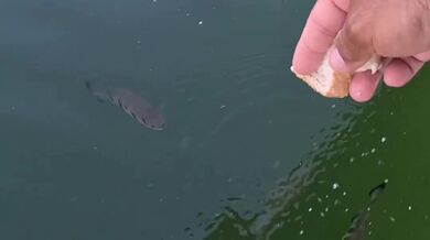 Labuťenka - Plivající ryba