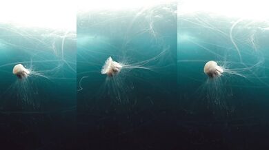Úchvatná délka chapadel medúzy vlčí hřívy